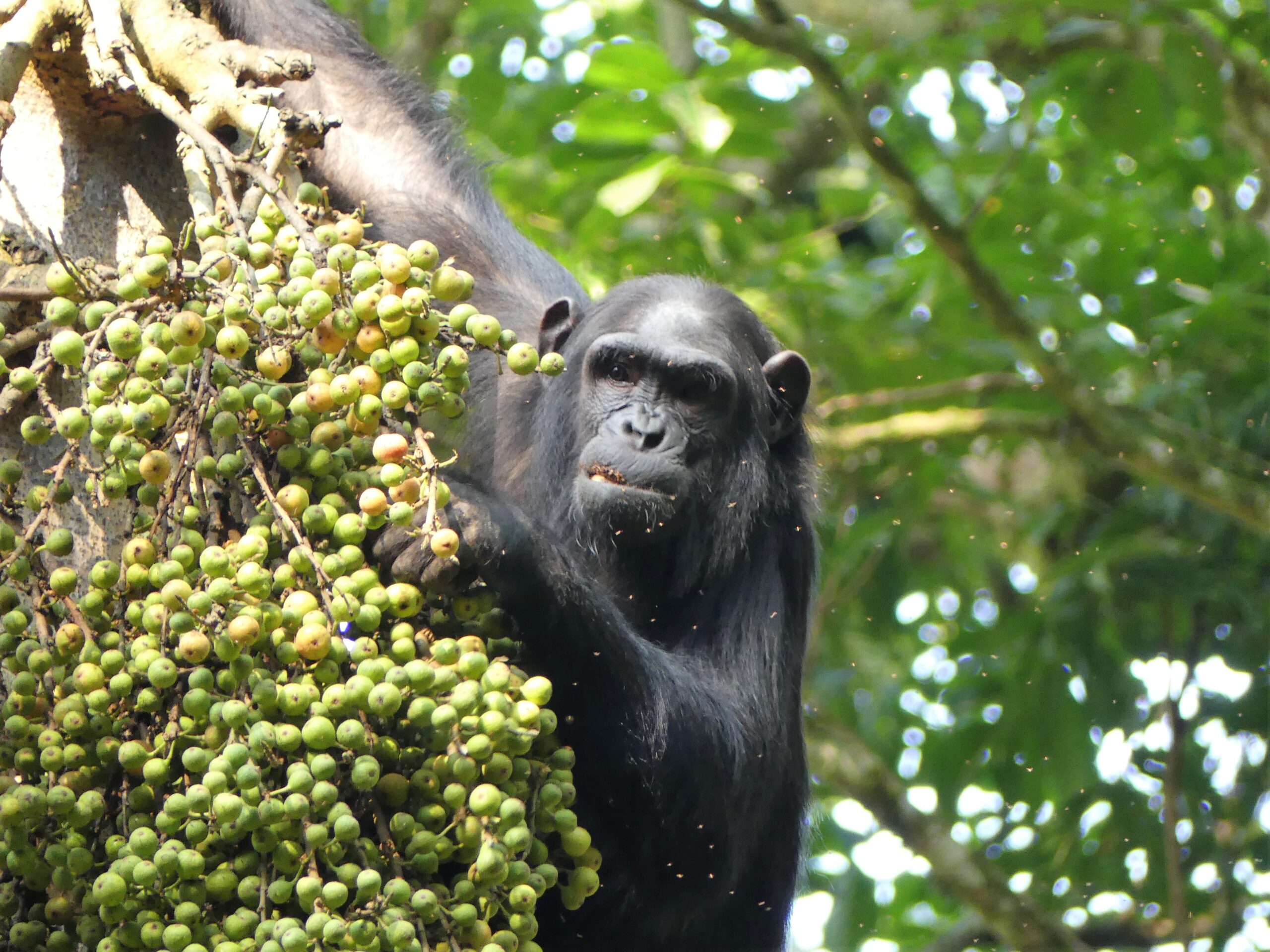 Filming chimpanzees in Kibale Forest Park on Uganda primate safari